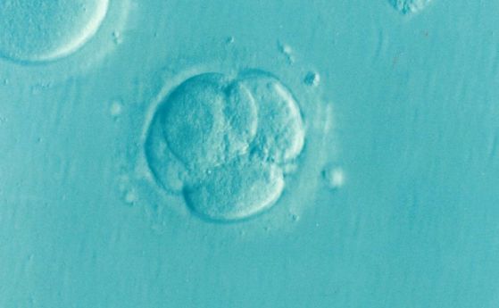 Какво представляват "синтетичните ембриони" и защо учените ги създават?
