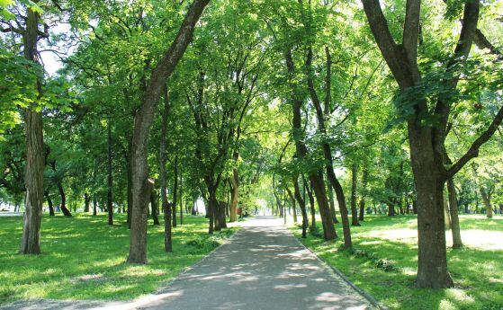 Какви са проблемите на дърветата в градска среда?