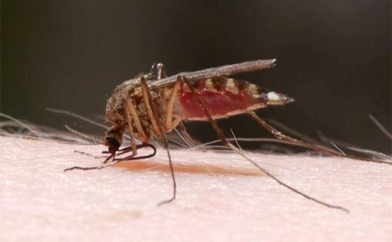 Как според учените можем да се спасим от комарите