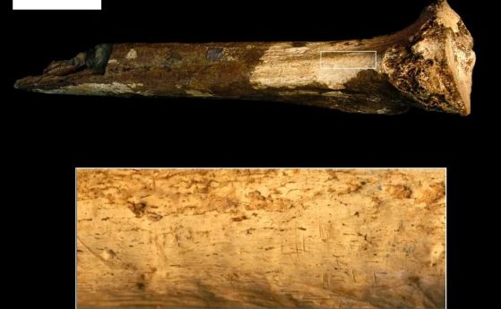 Еволюционни роднини на хората са се избивали и изяждали един друг преди 1,45 милиона години