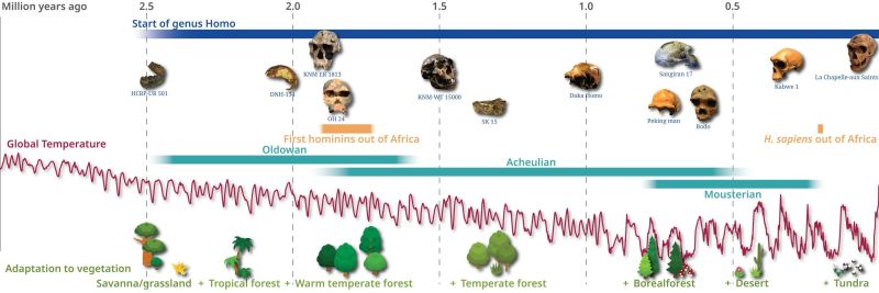 Хронология на еволюцията на хоминина и адаптирането към различни типове растителност