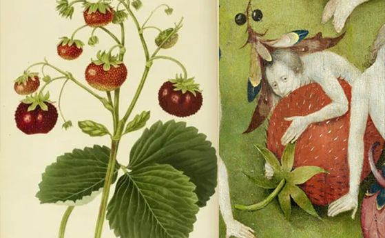 Първата култивирана ягода и историята на ягодите - светци, грешници и сексуална идентичност