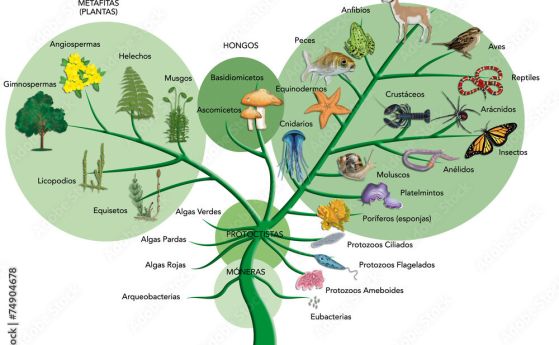 Повечето от еволюционните ни дървета може да са погрешни, показва проучване