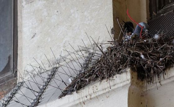Пасаж Вандом, Париж. Гнездо на гълъби в шипове срещу птици. 