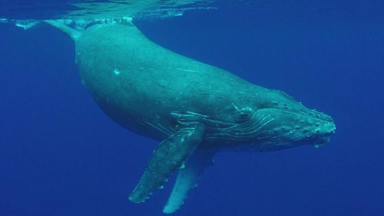 Сините китове са най-големите животни, живели някога.