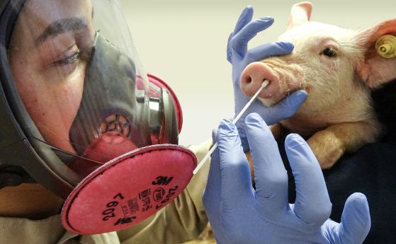 Д-р Джована Чиачи Занела взема натривка от муцуна на прасе, за да вземе проби за тестване за грипен вирус А. M.Marti и A.Grimes