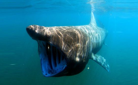Гигантските акули са топлокръвни, такива са само 0.1% от рибите, откриват учените