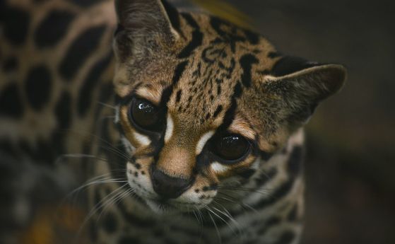 Дива котка от амазонските джунгли имитира звуци на маймуни, за да ги лови (видео)