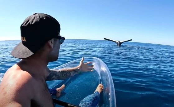 Невероятно видео: Кит със стърчаща неподвижно от водата опашка