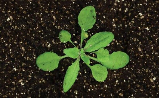 <em>Arabidopsis thaliana</em> е растителен вид, широко използван за извършване на фундаментални биологични открития. С помощта на това универсално тестово растение учените от CSHL вече са разкрили тайните на процес, който помага за контролиране на наследя