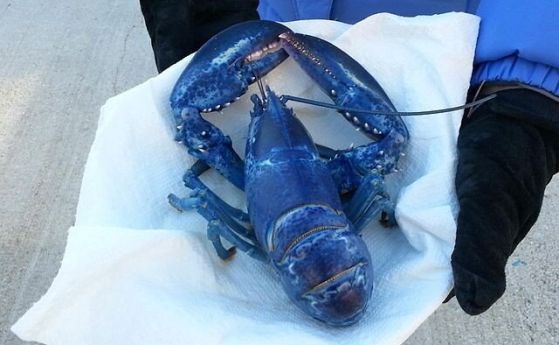 Френска компания за търговия с риба купува рядък син омар, за да го спаси