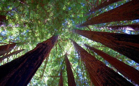 Крайбрежните секвои са най-високите живи дървета. 