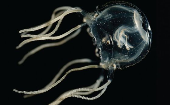 Медузите могат да учат без мозък. Това означава, че има заложен клетъчен механизъм от зората на еволюцията