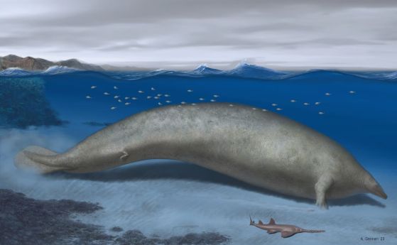 Концепция на художник за Perucetus colossus, новооткрит древен вид кит, който сега може да е най-голямото животно, съществувало някога.