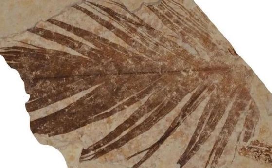 Единично фосилно перо на възраст 50 милиона години от формацията Грийн Ривър в Уайоминг.
