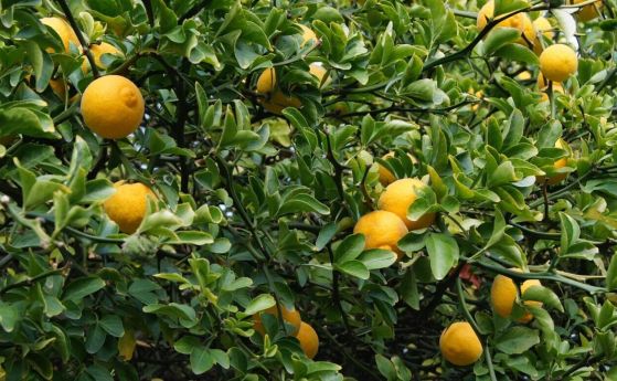 Диви цитрусови плодове като <em>Citrus trifoliata orange</em> (на снимката) вероятно са се появили на територията на днешен Южен централен Китай.
