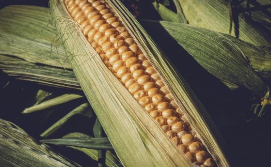 Как ще се променят условията за отглеждане на царевица у нас?