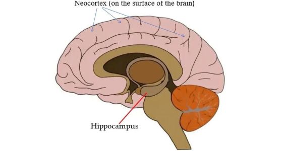 Местоположение на неокортекса и хипокампуса