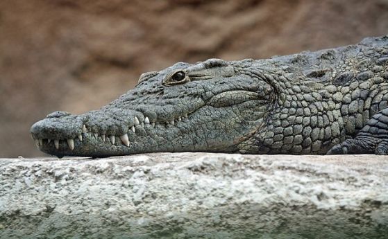 "Последният крокодил в Европа", открит при разкопки в Испания, е на 4 милиона години (видео)