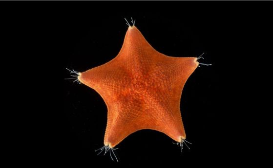 Необичайната петолъчева симетрия на морските звезди (Patiria miniata) отдавна обърква разбирането ни за еволюцията на животните. 