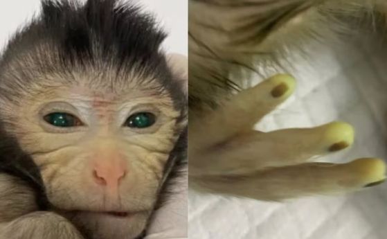 Първата истинска маймуна химера се ражда "светеща" с два комплекта ДНК