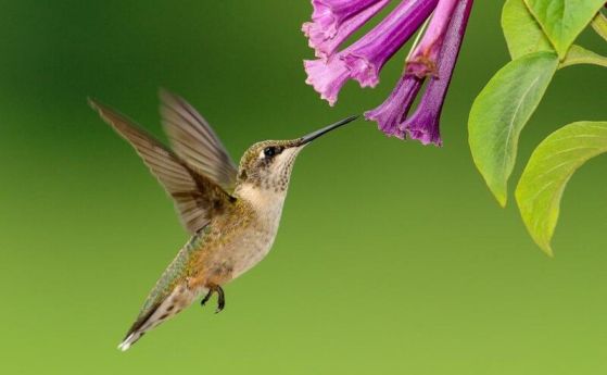 Как колибрито прелита през пролуки, твърде тесни за крилата им (видео)