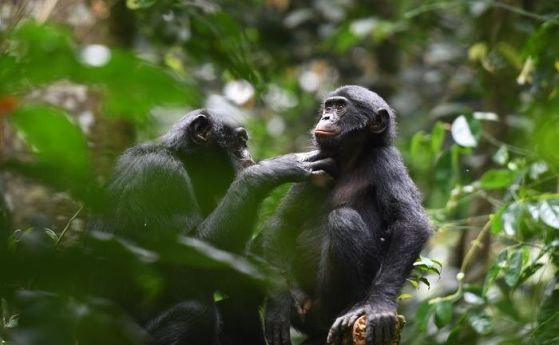 Бонобо опровергават идеята, че човекът е агресивен "по природа" към други групи хора