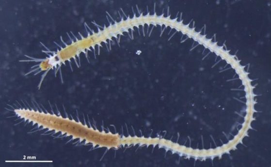 За да се размножат морските червеи изхвърлят опашката си, снабдена с мозък и очи