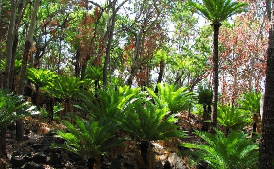 Саговите палми са се спасили от участта на динозаврите благодарение на симбиоза