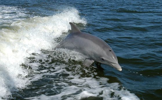 Известните със своята интелигентност и пъргавина, афали, морски бозайници от семейството на делфините, са имали още една забележителна сензорна способност – да откриват слаби електрически полета, установи ново проучване.