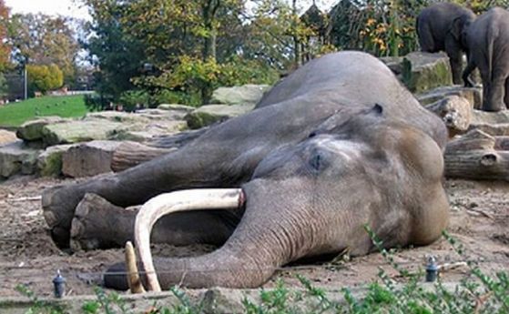 Изследване на дивите слонове доказа, че те са животните, които спят най-малко. Оказва се, че тези големи бозайници спят по около 2 часа на нощ. И най-интересно е, че си „дремват“ прави. Само веднъж на три-четири дни се случва да легнат, за да спят. Но тов