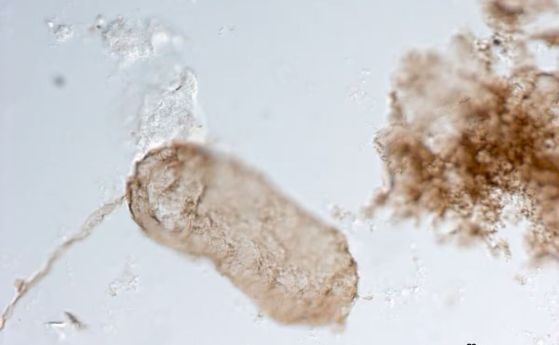 Снимкa на микрофосилен образец от <em>Navifusa majensis</em>.