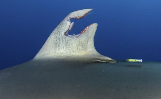 Една невероятна история: Акула регенерира осакатената си перка