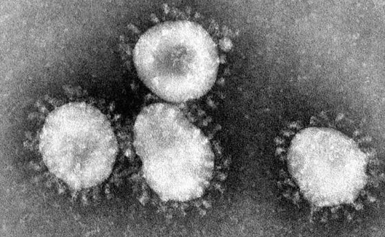 Какво е GX_P2V? Мутантен коронавирусен щам, убиващ хуманизирани мишки за 8 дни