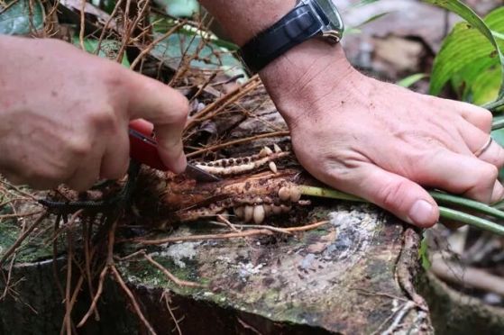 Снимка на две ръце, които издърпват пинанга подземно от пръстта, за да стигнат до плода му. Виждат се кафявите корени на растението.