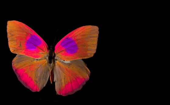 Нова видеокамера ни позволява да виждаме цветовете като животните (видео)