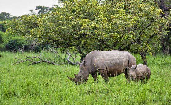 Първата в света ин витро бременност на носорог - важна стъпка към спасяването на изчезващи видове