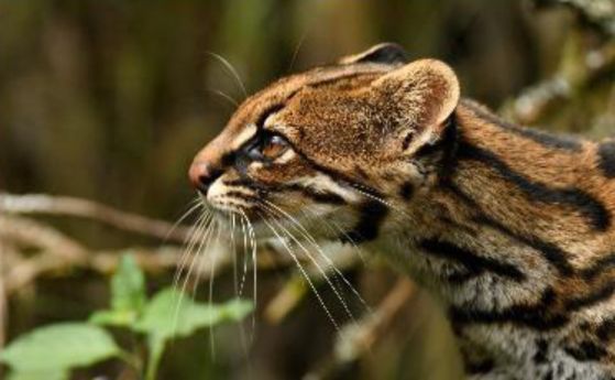 Облачна тигрова котка <em>Leopardus pardinoides</em>