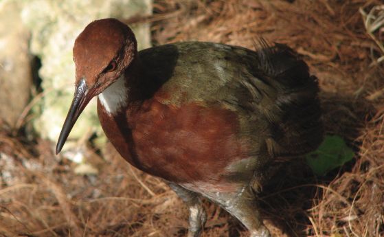 Нелетящата птица дърдавец от атола Алдабра е изчезнала преди повече от 130 000 години, но след това видът се е появил отново чрез повтаряща се еволюция.