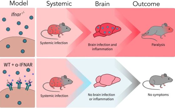 Моделните мишки, третирани с блокиращо антитяло (WT + α-IFNAR), са податливи на системна инфекция с вирус на Зика, но само мишки, нетретирани с антитялото, проявяват възпаление в централна нервна система, което води до неврологични симптоми на парализа на