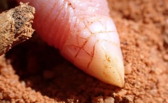 Странен червеобразен гущер, невиждан от 90 години, e открит от екип за обезвреждане на мини