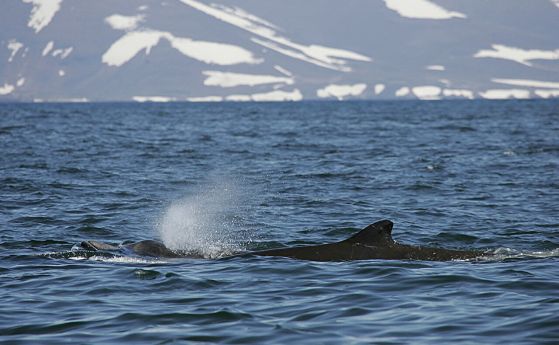 Северен черен кит край Командорските острови. 