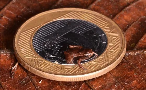 Бразилска жаба е новият рекордьор за най-малко гръбначно животно в света