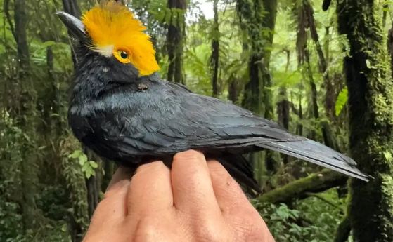 Учени заснеха птица, невиждана от 20 години