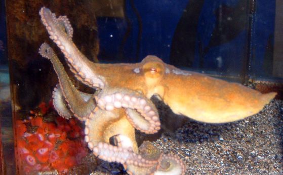 Калифорнийски октопод Octopus bimaculoides