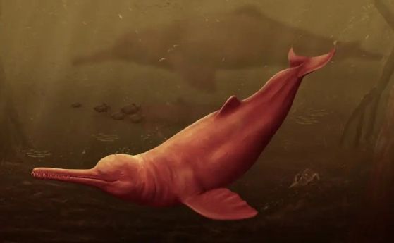 Изчезналият сладководен делфин от Амазонка е най-големият за всички времена