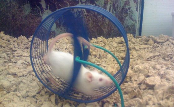 Мишките наддават на тегло след интензивни упражнения