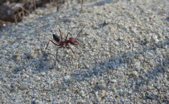 Ето как магнитните полета оформят мозъка на пустинните мравки
