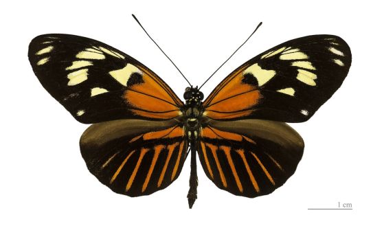 Тази пеперуда е еволюирала от два хибрида. Време ли е за промяна на дефиницията за вид