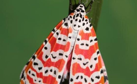 Пеперудите Utetheisa ornatrix се предпазват от хищници с токсини, извлечени от растенията, които ядат.